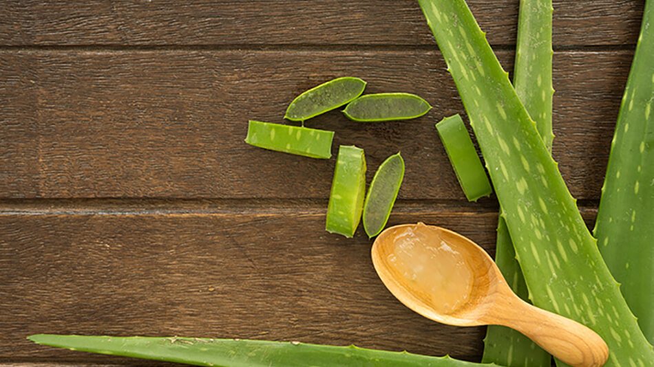 Correspondiente a Destello constantemente Aloe vera y sus propiedades en la hidratación del pelo | Blog Garnier